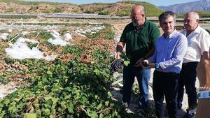 Daños de 1,67 millones en frutales de Alhama y Librilla por tormentas