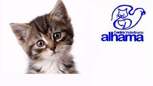 El Centro Veterinario Alhama te hace un descuento por esterilizar a tu gato