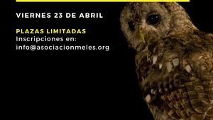 Meles organiza una jornada de censo de rapaces nocturnas