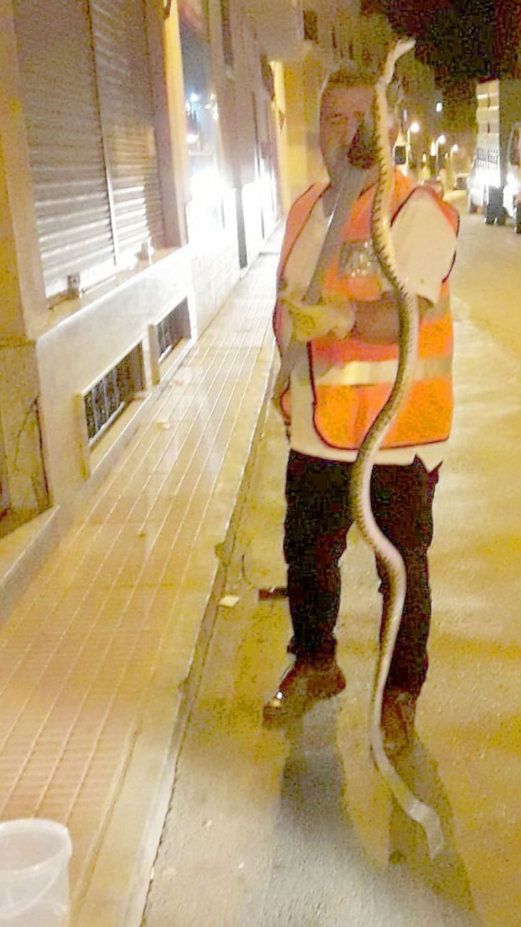 Protección Civil recupera una serpiente 'perdida' en Totana