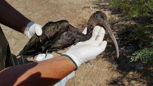 Estudian la alta mortandad de aves en la EDAR de Alhama