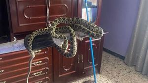 Protección Civil de Totana captura una serpiente en una casa