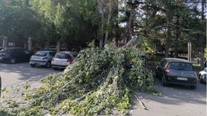 FOT. Desalojan un parque en Totana por la caída de un árbol