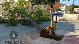 Cae un árbol en el cruce de la calle Colón con la calle Leiva