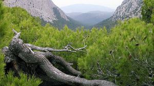 Trabajos selvícolas en S. Espuña para mejorar la biodiversidad forestal