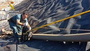 Dos perros, atrapados en una balsa de riego en Librilla