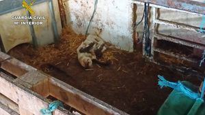 FOT. Investigan a dos granjeros en Alhama por maltrato animal