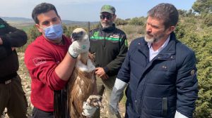 Liberan a un buitre leonado hallado en el Castillo de Alhama