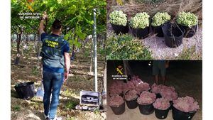 FOTOS Tres detenidos por robo de uva de mesa en Alhama y Totana