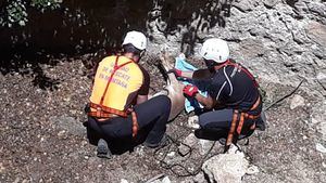 Rescatan a una cría de Arruí caída a un pozo de la nieve en S. Espuña