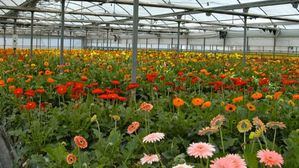 V. Emotivo vídeo de Flores Marín por Todos los Santos