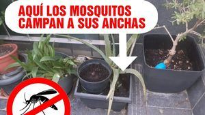 12 consejos para evitar los molestos mosquitos en casa