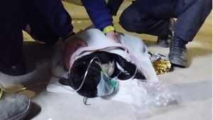 Rescatan tres perros de una balsa en Alhama