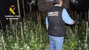 La Guardia Civil halla una plantación de marihuana en Fuente Álamo
