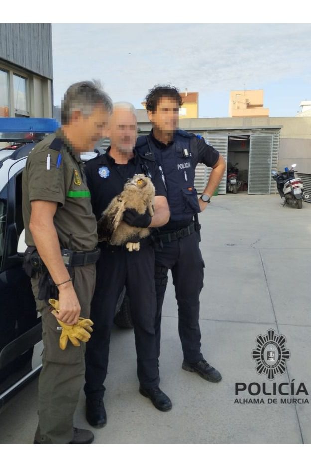 Policía Local rescata a una cría de búho real en Alhama