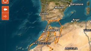 El espectacular viaje de un cernícalo primilla desde Alhama de Murcia