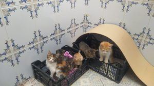 Final feliz para ocho gatos abandonados en una bolsa