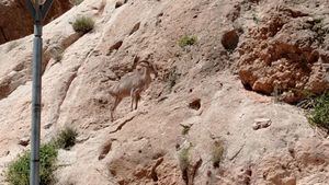 Detectan un arruí enfermo en el entorno de Los Baños