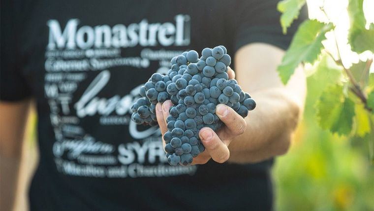 Bodegas Luzón da el pistoletazo de salida a la XII edición de su “Vendimia Abierta”