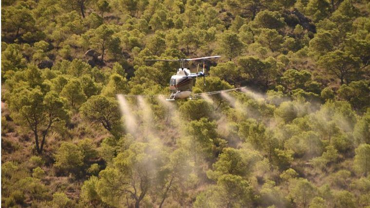 Empieza el tratamiento contra la procesionaria en Alhama