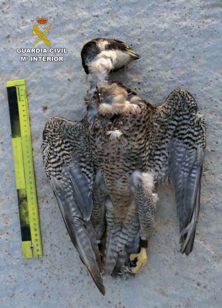 Investigado por matar de un pisotón a un halcón en Librilla