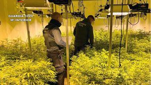 Localizan en Alhama un invernadero con 135 plantas de marihuana