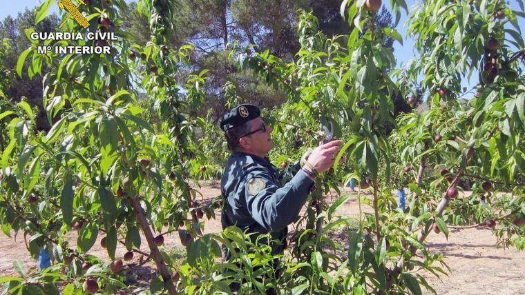 Acusados de multiplicar variedades vegetales protegidas por patente