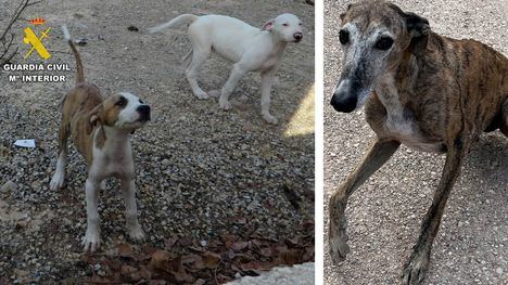 Localizan en Librilla una perra con cachorros que abandonó su dueño de Las Torres de Cotillas