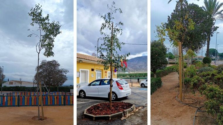 Campaña de otoño de reposición de arbolado en Alhama de Murcia