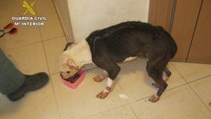 Guardia Civil investiga por presunto abandono animal a un alhameño