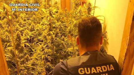 Desmantelan en Totana un piso con más de 200 plantas de marihuana