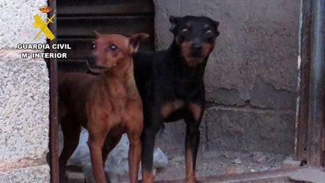 Investigado por golpear a su perro de raza pequeña en Mazarrón