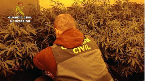 Tres detenidos con 367 plantas de marihuana en dos casas de Totana