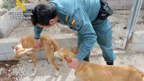 Investigan en Alhama al dueño de tres perros por abandono animal