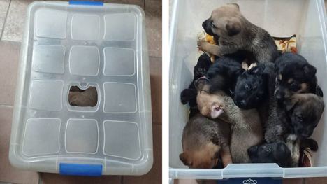 La Policía de Librilla pide ayuda para hallar al autor del abandono de ocho cachorros