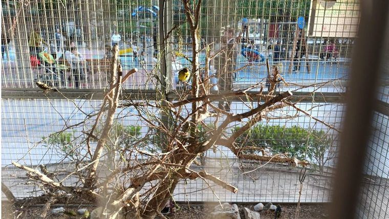IU: Trabajadores municipales retiran de inmediato una culebra en La Cubana