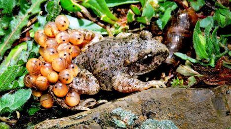 Sapo partero bético localizado en el Parque Regional de Sierra Espuña