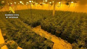 Desmantelado un macrocultivo de marihuana en Totana