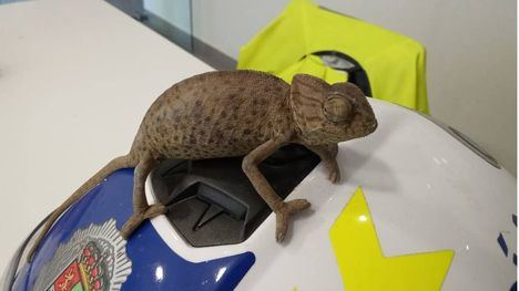 La Policía de Librilla recupera un camaleón hallado en un camión