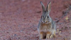 La veda del conejo se mantiene en Alhama hasta otoño de 2020