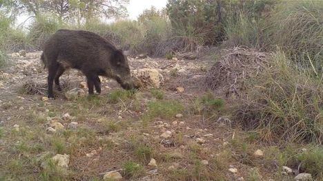 Un estudio de la UMU permitirá prevenir los daños de los jabalíes en Sierra Espuña