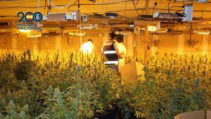 La Policía interviene en Librilla, Alcantarilla y Molina de Segura 4.400 plantas de marihuana