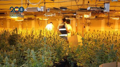 La Policía interviene en Librilla, Alcantarilla y Molina de Segura 4.400 plantas de marihuana