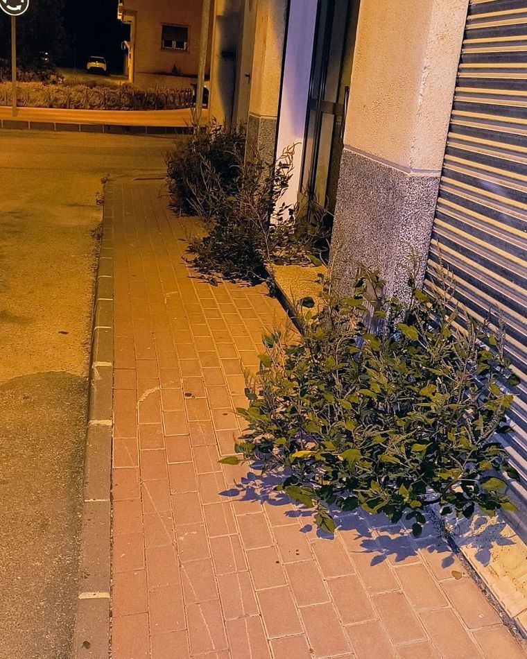 PP: 'No es un jardín ni un descampado. Es una acera abandonada'