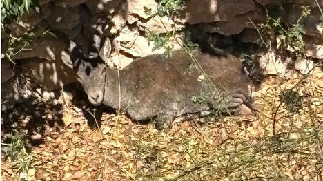 Rescatan a una cabra montesa caída en un pozo de la nieve en Sierra Espuña