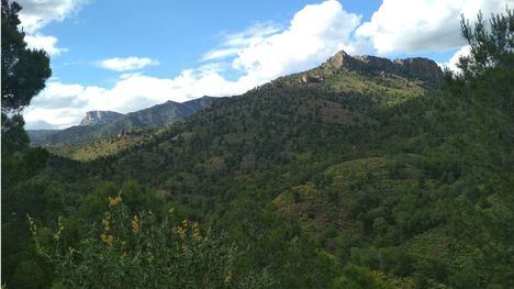 Objetivo, preservar la flora protegida y los árboles monumentales de Sierra Espuña