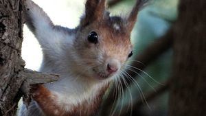 La Región impulsa un estudio sobre la ardilla roja en Sierra Espuña