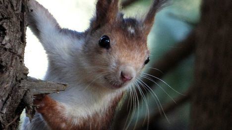 La Región impulsa un estudio sobre la ardilla roja en Sierra Espuña