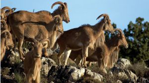 No le pagarán 221.000 euros por daños de arruís en su finca