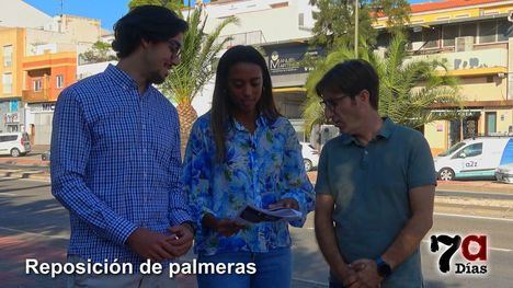 Se repondrán cerca de 40 palmeras en las avenidas Ginés Campos y Antonio Fuertes